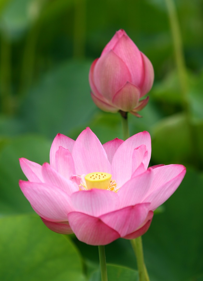 旬の花 蓮 亀ラマンのブログ