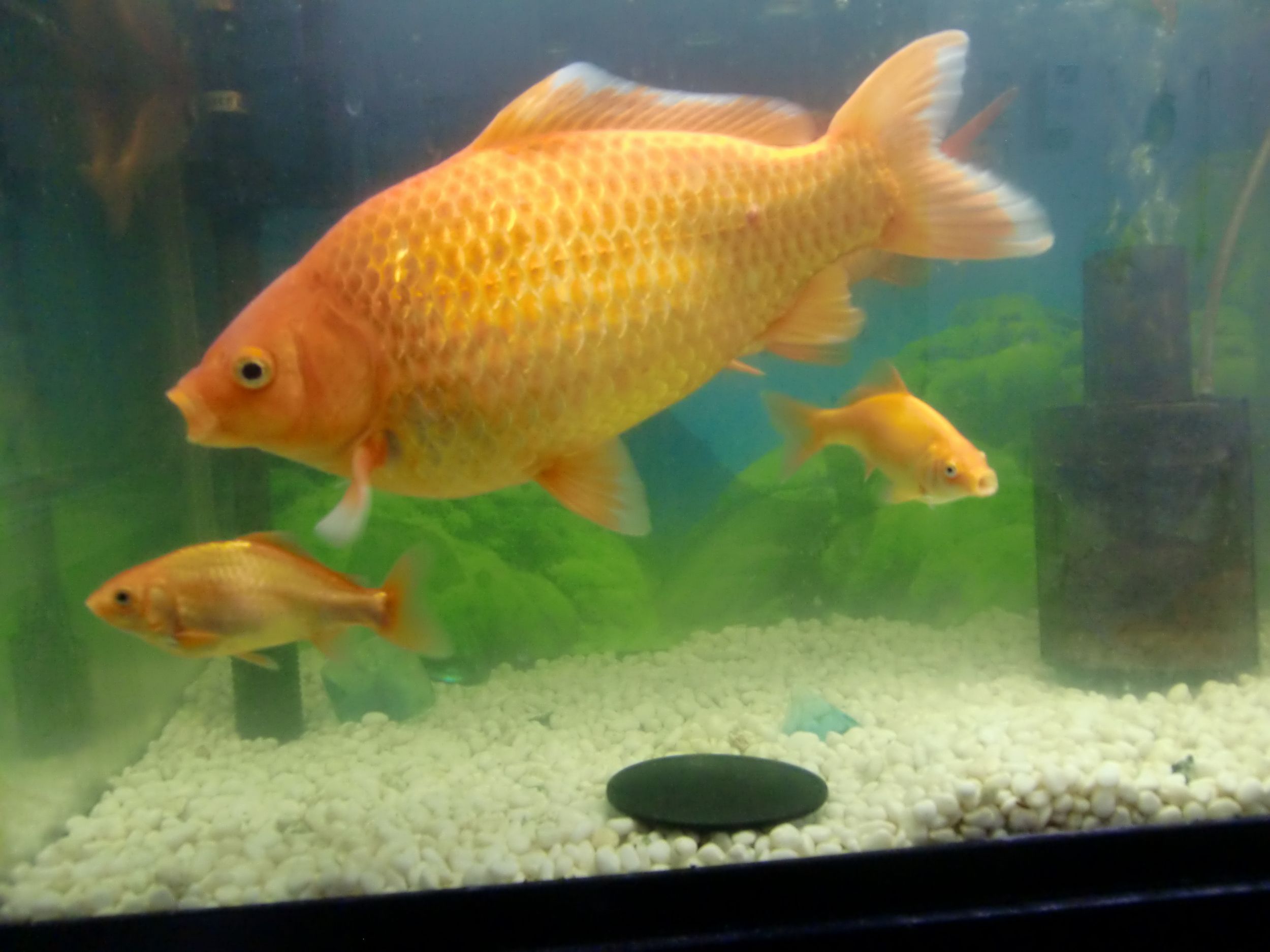 夏祭りの金魚が３０センチ Dontaku のたま に更新するブログ