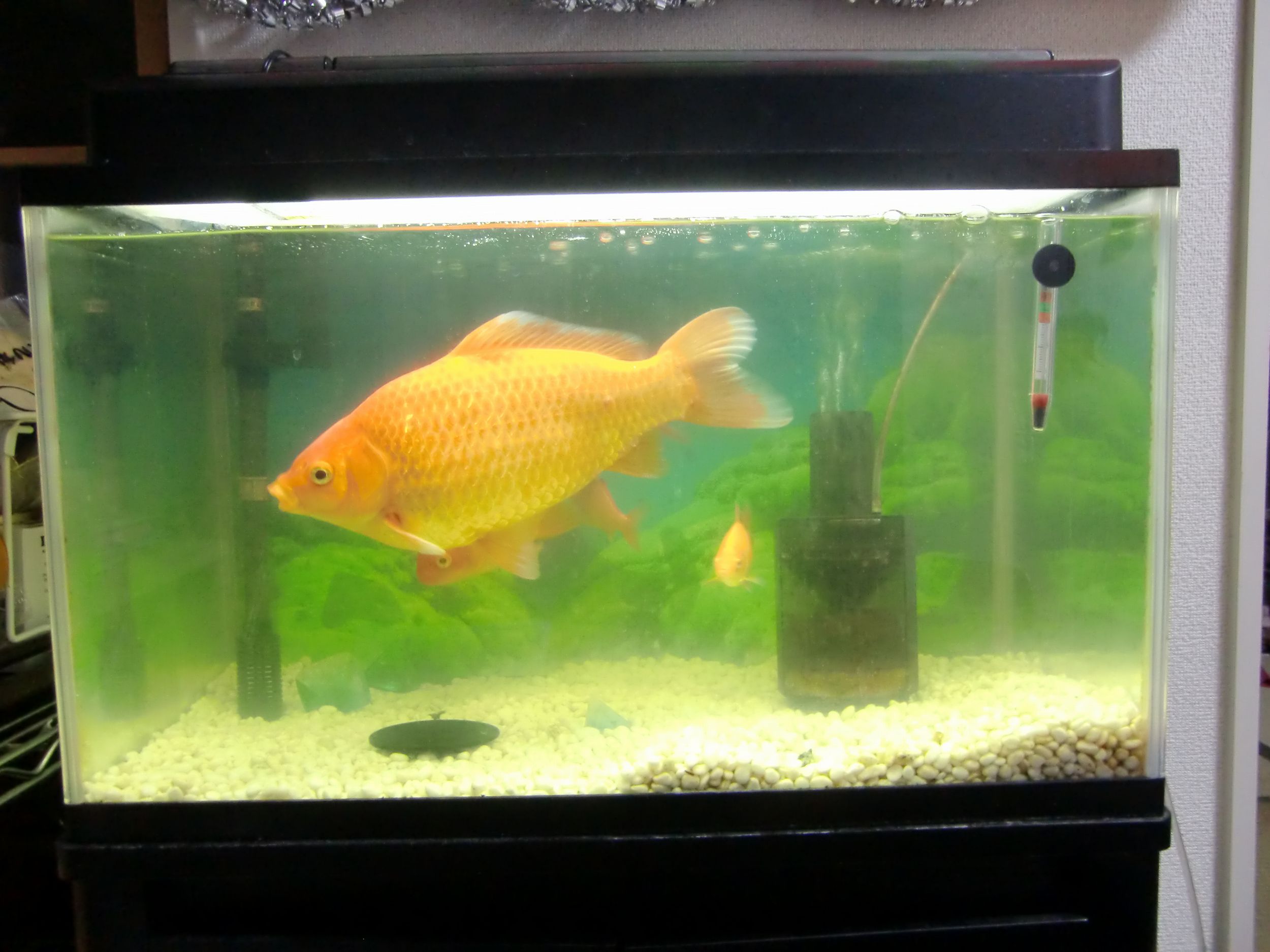 夏祭りの金魚が３０センチ Dontaku のたま に更新するブログ