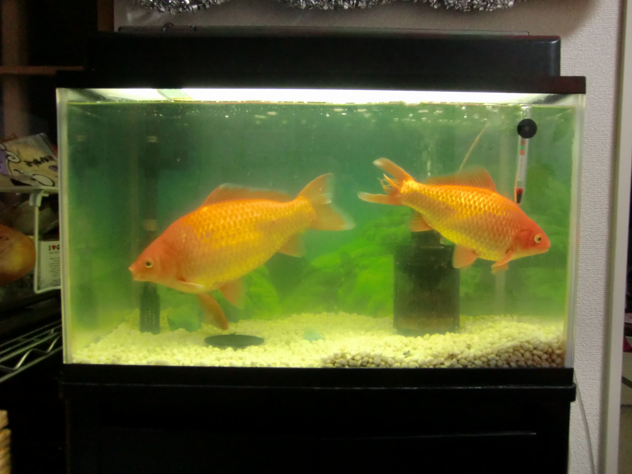 夏祭りの金魚が30センチ Dontaku のたま に更新するブログ 夏祭りの金魚が30センチ Dontaku のたま に更新するブログ