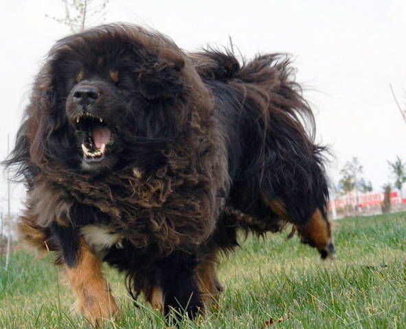 この犬とは戦えない ブログ