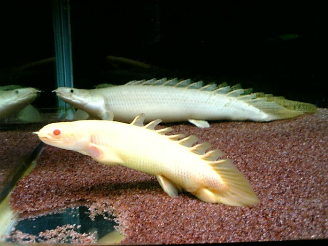 ポリプテルス セネガルス セネガルス アルビノとセミアルビノ プレア のブログ