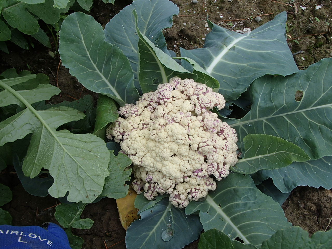 花かんらん収穫 盗賊戦士の日記