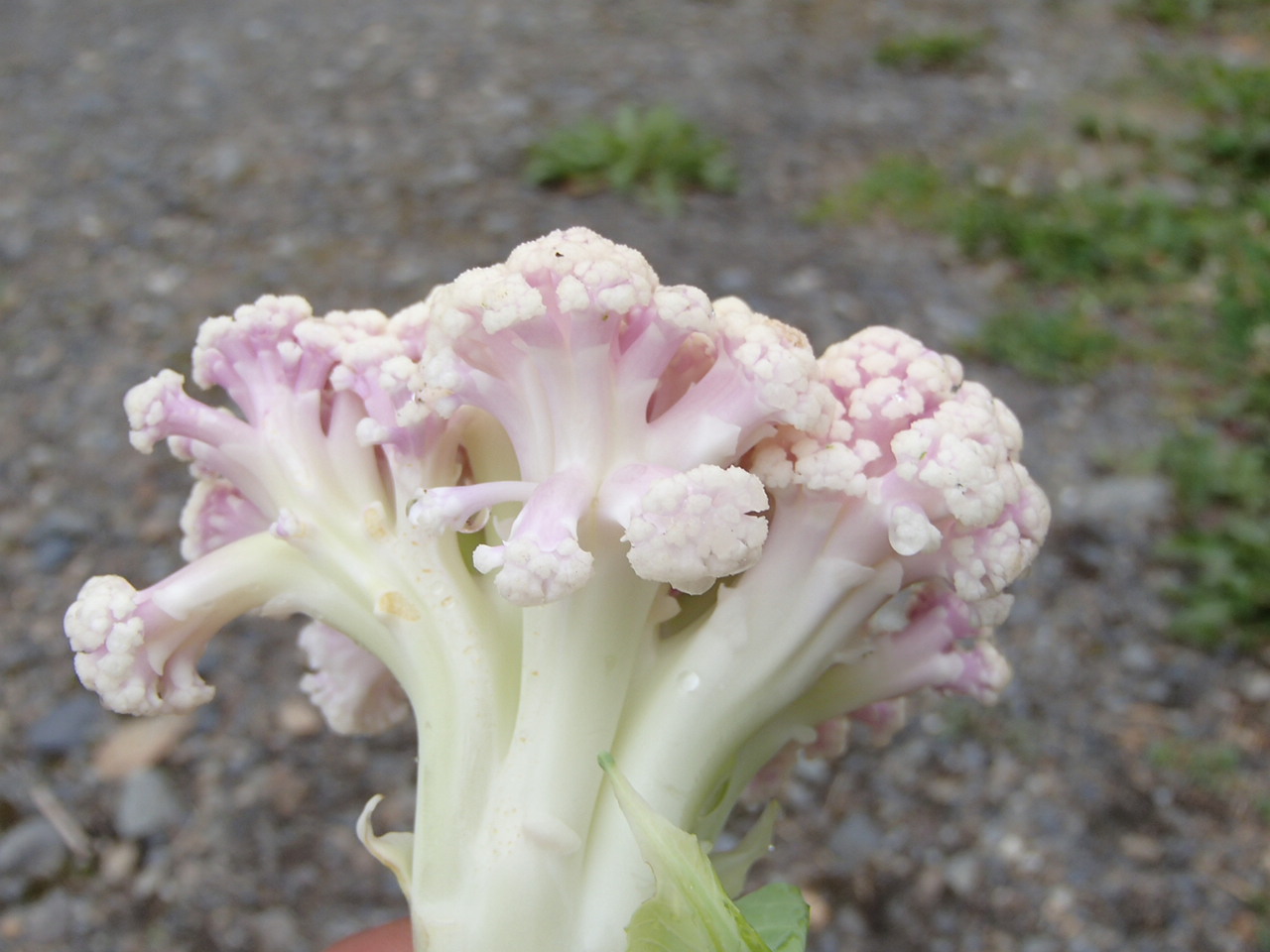 花かんらん収穫 盗賊戦士の日記