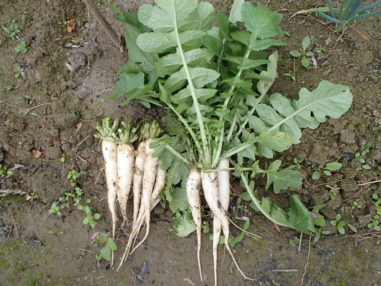 花かんらん収穫 盗賊戦士の日記